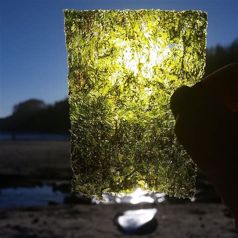 Tapping into the Energy of Oregon's Magic Seaweed: A Renewable Source